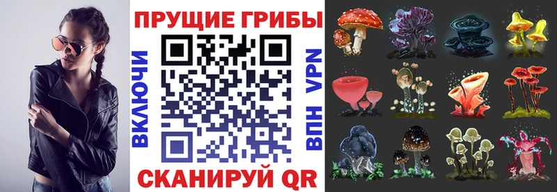 Псилоцибиновые грибы Cubensis  Купить закладки  Верхний Уфалей 